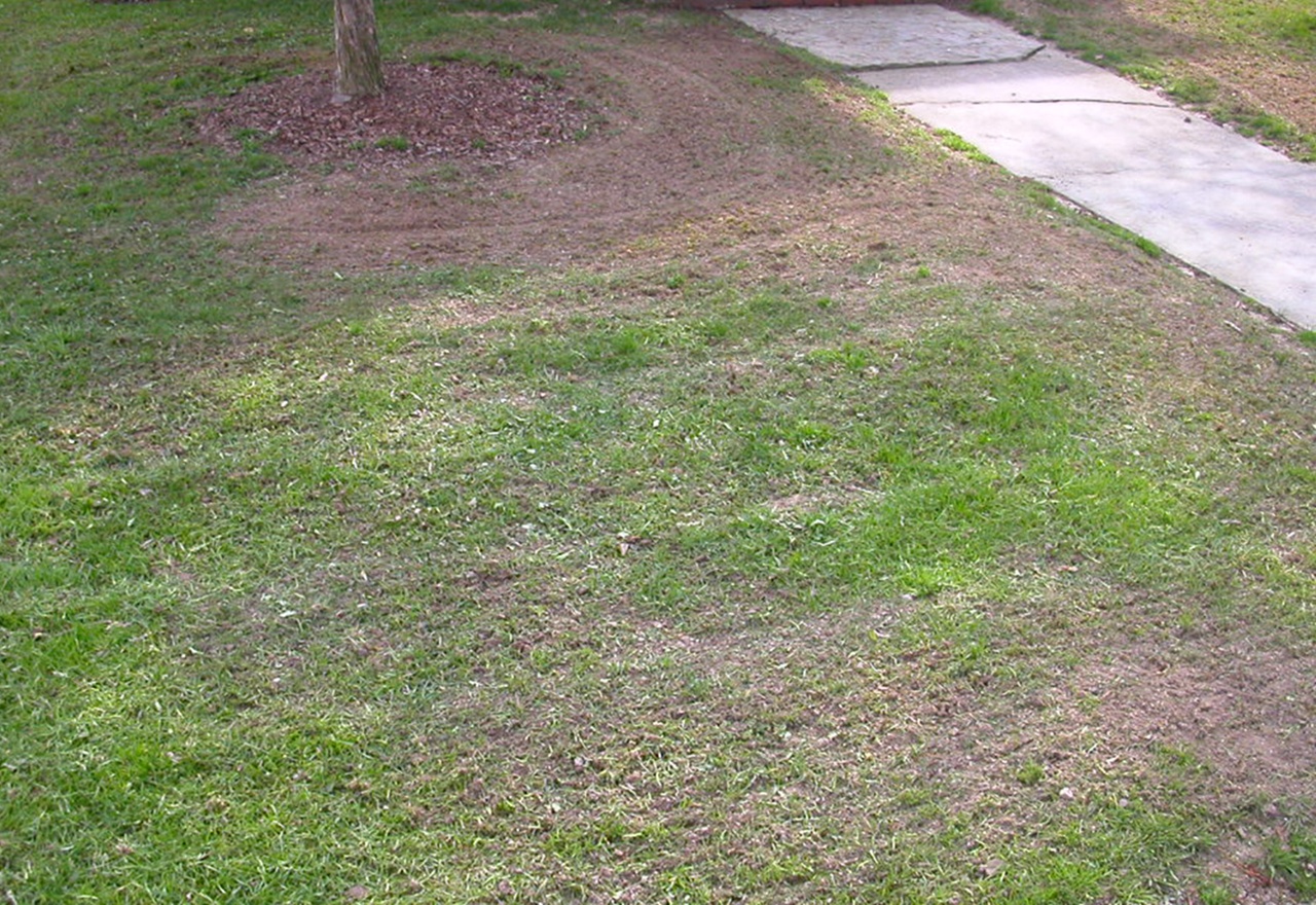 Winter Lawn Seeding